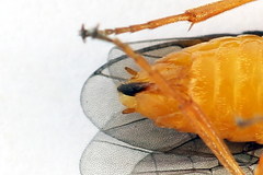 Euura bipartita