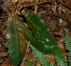 Quercus corrugata