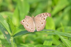 Junonia atlites
