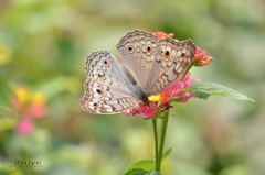 Junonia atlites