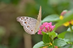 Junonia atlites