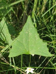 Zehneria cunninghamii