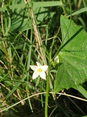 Zehneria cunninghamii
