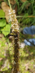 Micrathena raimondi