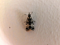 Scoparia exhibitalis