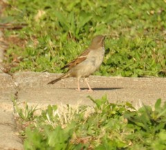 Passer domesticus