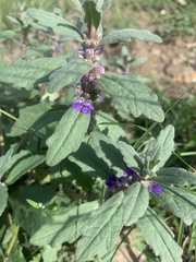 Ajuga australis