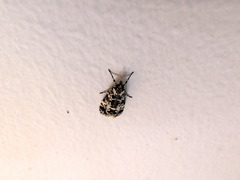 Scoparia exhibitalis