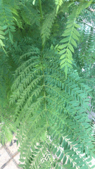 Jacaranda mimosifolia