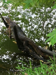 Varanus salvator macromaculatus