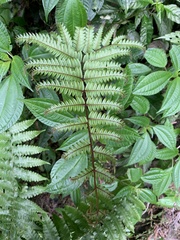 Pteris setulosocostulata