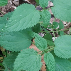 Urtica dioica