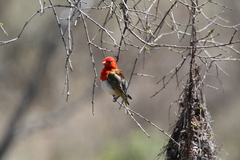 Anaplectes rubriceps rubriceps