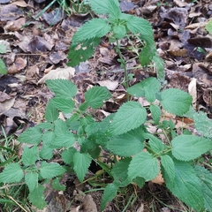 Urtica dioica
