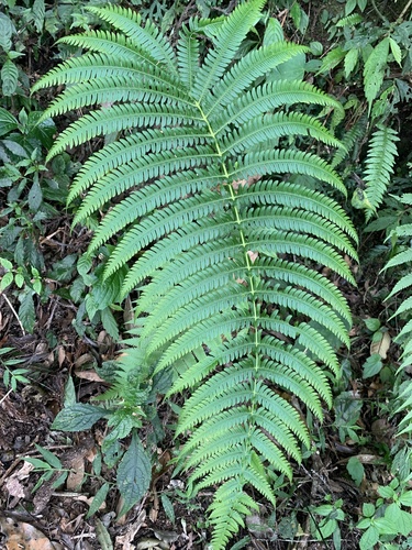 Glaphyropteridopsis