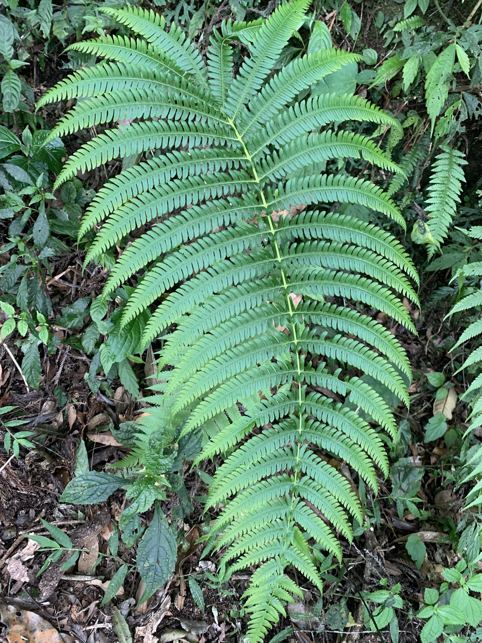 Glaphyropteridopsis