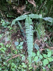 Polystichum hancockii