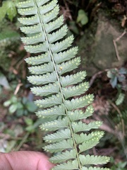 Polystichum hancockii
