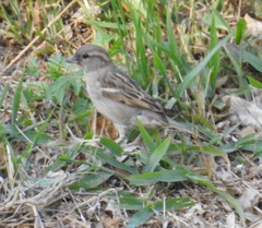 Passer domesticus