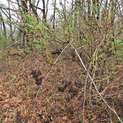 Phyllocoptes fructiphilus