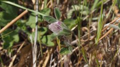 Trifolium albopurpureum