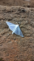 Cydalima laticostalis