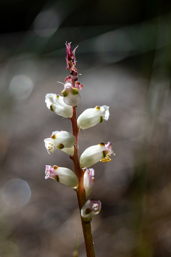 Lachenalia peersii