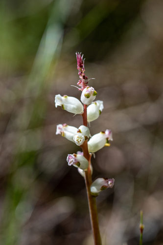 Lachenalia peersii
