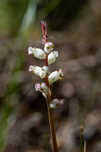Lachenalia peersii