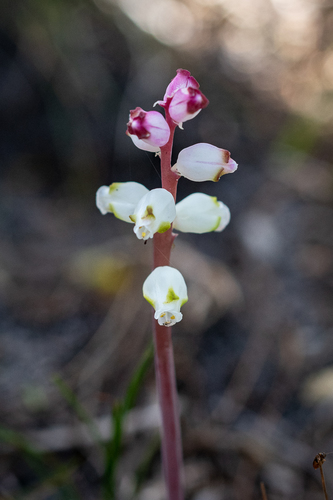 Lachenalia peersii