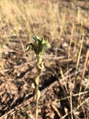 Pterostylis setifera