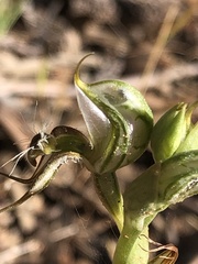 Pterostylis setifera