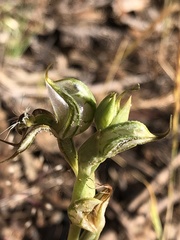 Pterostylis setifera