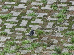 Phoenicurus ochruros