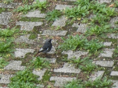 Phoenicurus ochruros