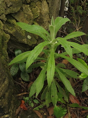 Pseudognaphalium elegans