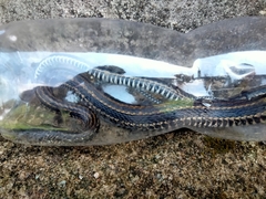Xenochrophis vittatus