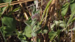 Trifolium albopurpureum