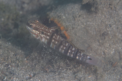 Amblygobius phalaena