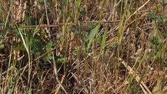 Trifolium albopurpureum