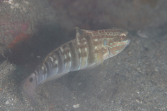 Amblygobius phalaena