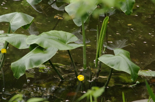 Image of Nuphar japonica by (c) Eric Knight, some rights reserved (CC BY)