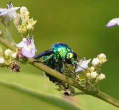 Stilbum cyanurum