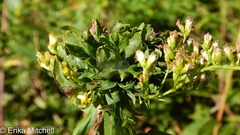 Rhopalomyia capitata