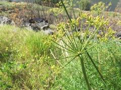Lomatium suksdorfii