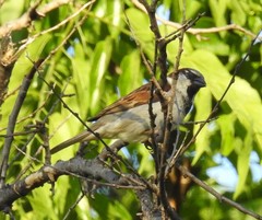 Passer domesticus