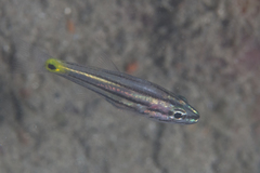 Cheilodipterus isostigma