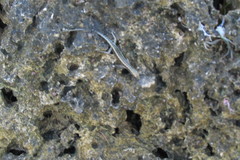 Cryptoblepharus africanus