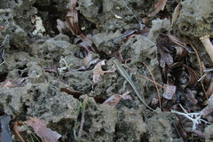 Cryptoblepharus africanus