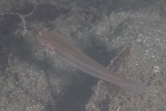 Amblygobius nocturnus